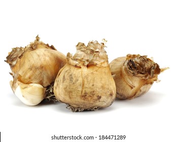 Narcissus Bulb On A White Background 