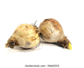 Narcissus Bulb On A White Background