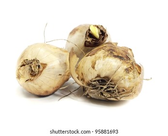 Narcissus Bulb On A White Background