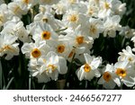 Narcissus or daffodil sort Sir Winston Churchill blossom in the garden