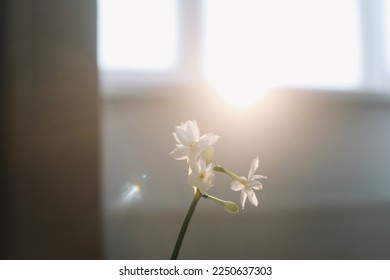 narcissus, daffodil spring flowers on the table on a sunny background. - Shutterstock ID 2250637303