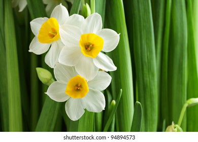 Narcissus Flower