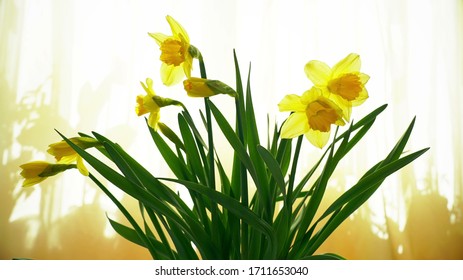 Narcissus Flower Bouquet On The Window Opening Its Blossom, Blooming Time Lapse, Yellow Spring Background