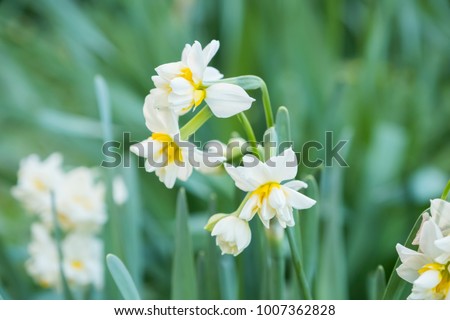 Narcissus flower. Narcissus daffodil flowers and green leaves background.
