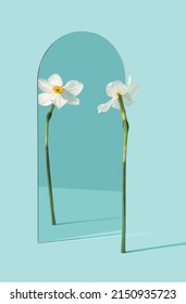 Narcissus flower reflecting in the mirror on the pastel blue background. Self awareness, pride minimal concept.