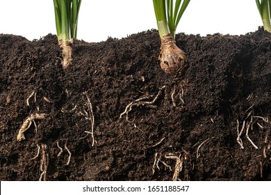 Narcissus Flower With Roots And Soil Isolated On White Background