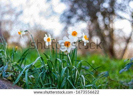 Narcissus flowers or Daffodils  with white petals and orange corona, on a spring bright background of beautiful bokeh. Daffodil is the symbol of cancer charities in many countries.