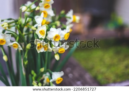 Narcissus flowers, early spring image