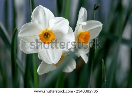 Narcissus flowers, early spring image