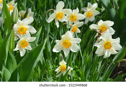 Narcissus flowers flower bed with drift yellow. White double daffodil flowers narcissi daffodils. Narcissus flower also known as daffodil, daffadowndilly, narcissus, and jonquil.