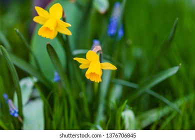 narcissus flwoers  and muscari flowers