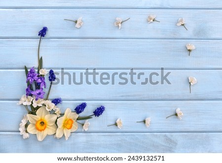 Narcissus, hyacinths,  blossom and flowers muscari on background of blue painted wooden planks with space for text. Top view. Flat lay. Spring flowers