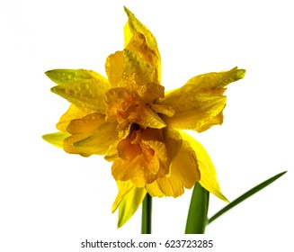 Narcissus Isolated