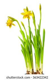 Narcissus Isolated On White