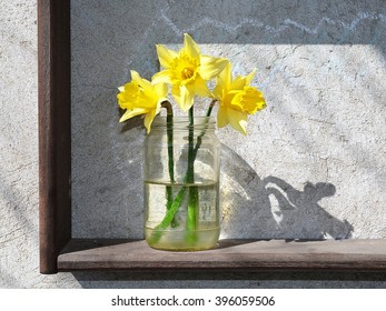 Narcissus  in a jar - Powered by Shutterstock