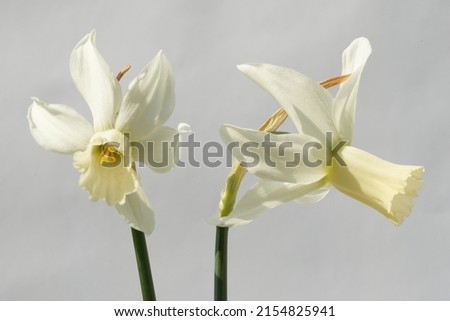 Narcissus 'Jenny' is a Cyclamineus daffodil (Div. 6) with white flowers