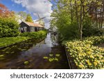 Narcissus jonquilla, rush narcis or jonquil, Keukenhof flower garden, Lisse, Netherlands
