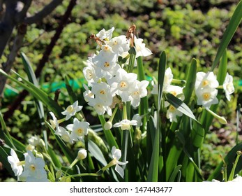 Narcissus Jonquilla Bilder Stockfotos Und Vektorgrafiken Shutterstock