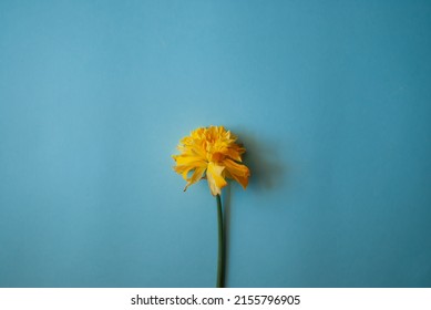 Narcissus On A Blue Background. Yellow Flower. Narcissist