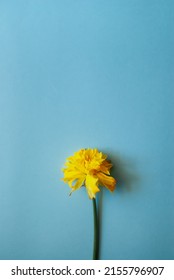 Narcissus On A Blue Background. Yellow Flower. Narcissist