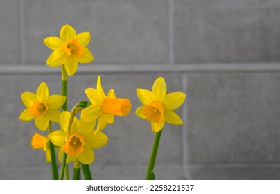 Narcissus on a gray stone wall background.Yellow daffodils spring flowers.Springtime concept for design with copy space.Selective focus. - Shutterstock ID 2258221537