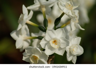 Narcissus Papyraceus Close Up Macro