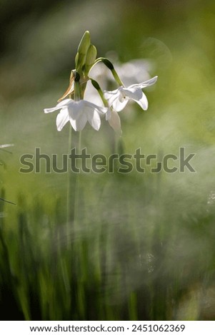 Similar – flowering snowdrops