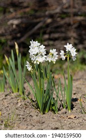 Narcissus Papyraceus White, Spring Blooming