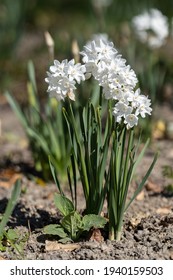 Narcissus Papyraceus White, Spring Blooming