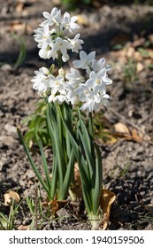 Narcissus Papyraceus White, Spring Blooming