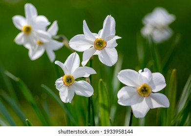 Narcissus poeticus poets daffodil flowering wild plant, beutiful white yellow garden flowers in bloom on tall stem