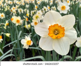 Narcissus poeticus (poet's daffodil, poet's narcissus, nargis, pheasant's eye, findern flower, and pinkster lily) was one of the first daffodils to be cultivated