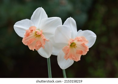 Narcissus 'Precocious' is a large-cupped daffodil (Div. 2) with white crown and pink cup