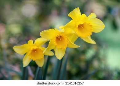 Narcissus pseudonarcissus (commonly known as wild daffodil or Lent lily) is a perennial flowering plant. Close up