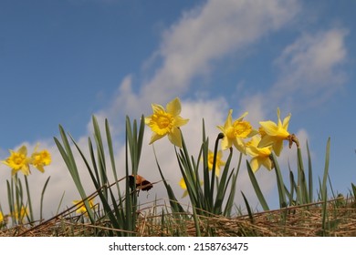 Narcissus pseudonarcissus, yellow daffodil flowers on the horizon of a meadow with blue sky
