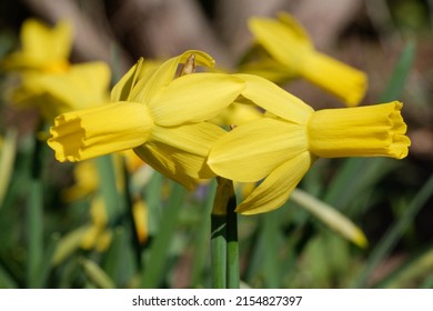Narcissus 'Rapture' is a Cyclamineus daffodil (Div. 6) with yellow flowers