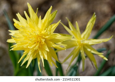 Narcissus 'Rip van Winkle' is a double daffodil (Div. 4) with yellow flowers