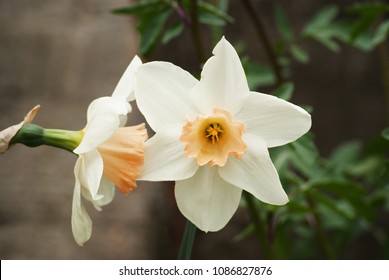 Narcissus Salome Daffodil