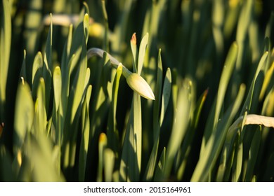 Narcissus scion. Flowerbed of growing Narcissus - Shutterstock ID 2015164961