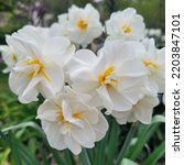 Narcissus Sir Winston Churchill Daffodils in a Garden