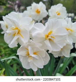 Narcissus Sir Winston Churchill Daffodils in a Garden - Shutterstock ID 2203847101