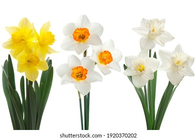 Narcissus spring flower set closeup isolated on white background