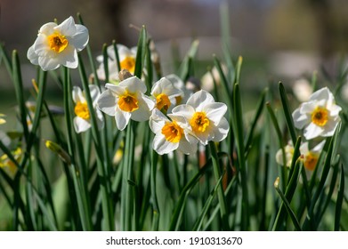 Narcissus Izobrazheniya Stokovye Fotografii I Vektornaya Grafika Shutterstock