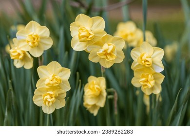 Narcissus Yellow Cheerfulness. Closeup of beautiful yellow double daffodils blooming in the Spring garden. 
