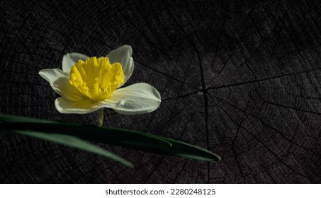 Narcissus.Spring flower.Lonely narcissus.On a dark background, a bright flower.