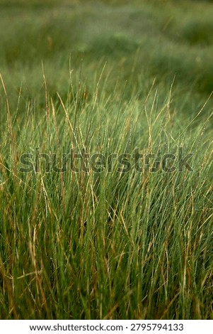 Nardus stricta grass close up in mountain pastures