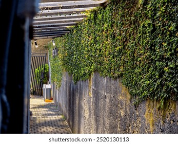 A narrow alleyway lined with a wall covered in lush green ivy on one side. The pathway is shaded by wooden beams, creating a play of light and shadow - Powered by Shutterstock