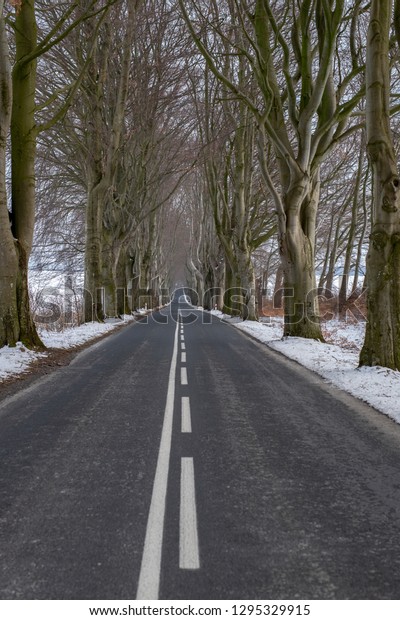 A\
narrow asphalt road leading between tall trees. Flattened\
perspective of a long road for cars. Season\
winter.