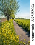 Narrow bike path along a wide ditch in a Dutch polder landscape. Yellow rapeseed blooms on the verge with a row of pollard willows. It is a sunny day in spring season.