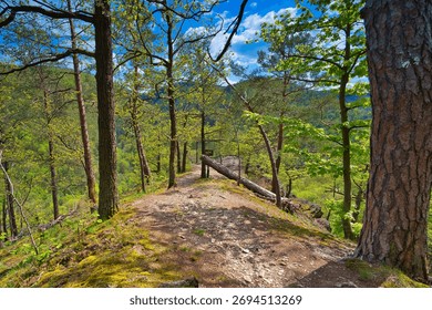 A a narrow bumpy path with a fallen log amid the Thuringian Forest ay daylight